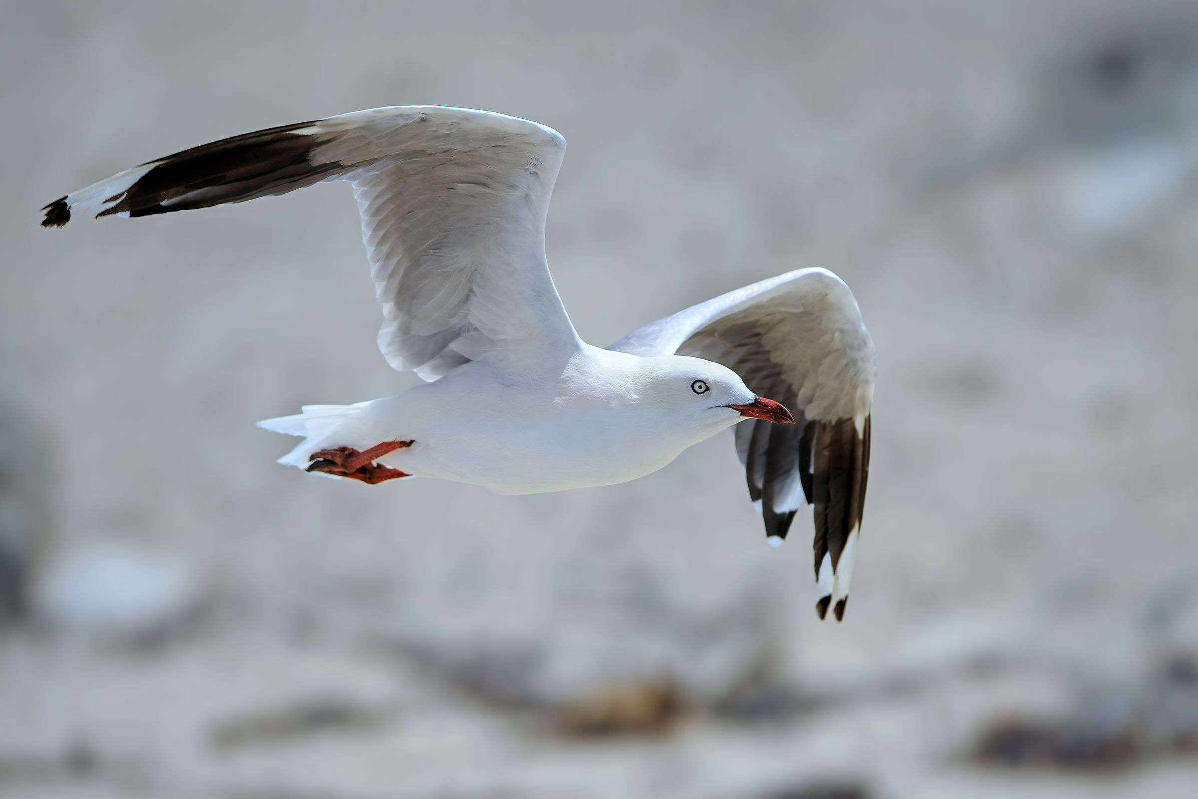 Australian Grey Gull