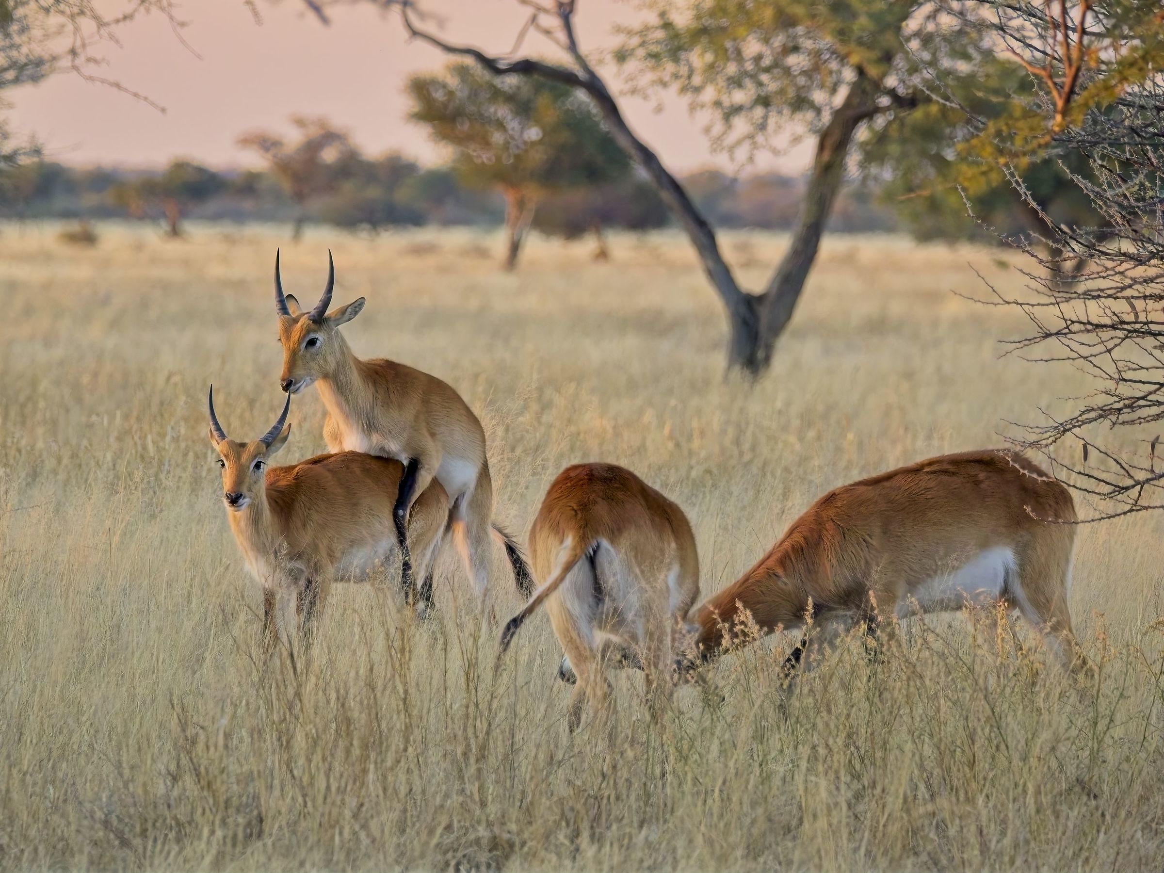 Lechwe