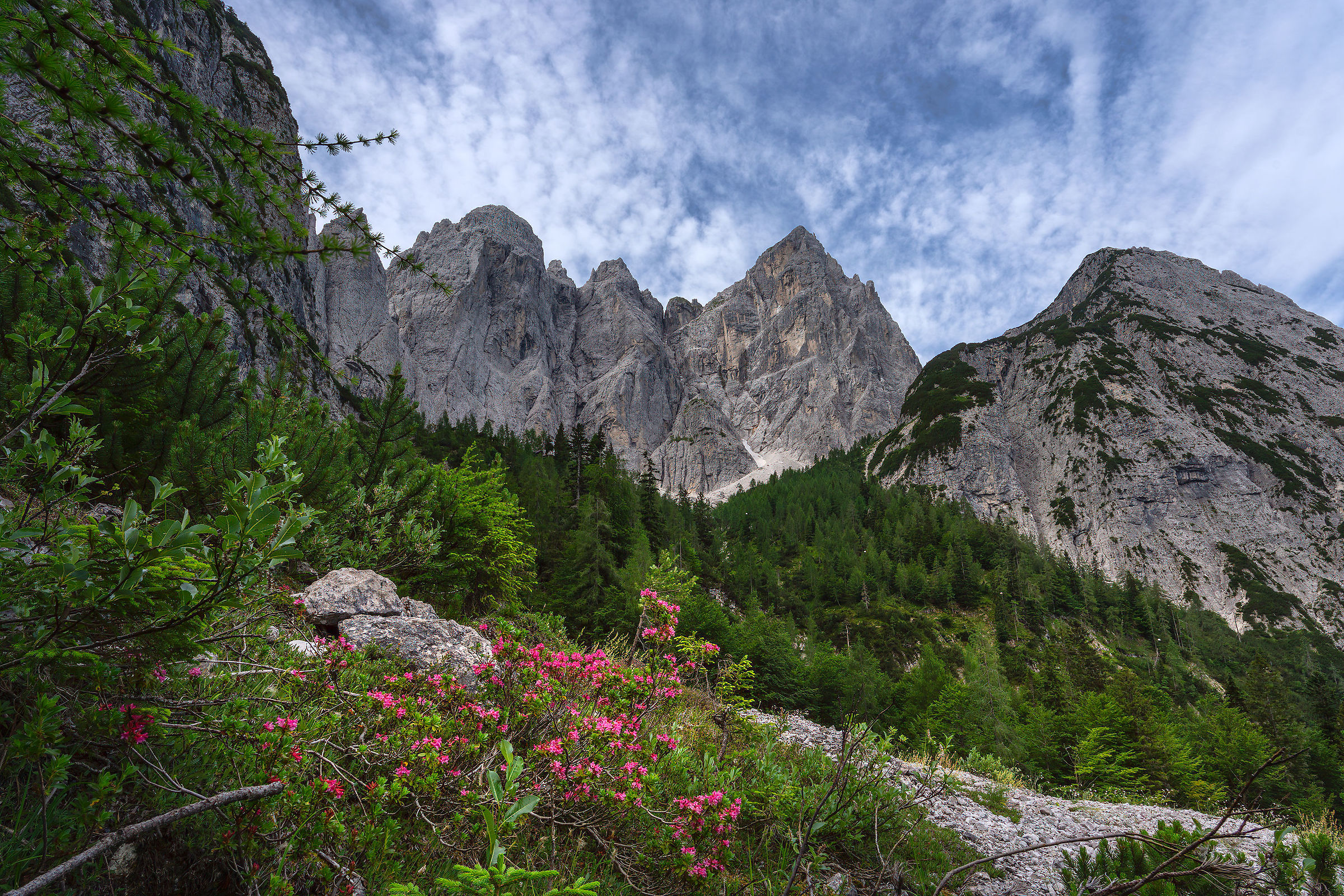 Rhododendrons and the Jof Fuart, Julian Alps
