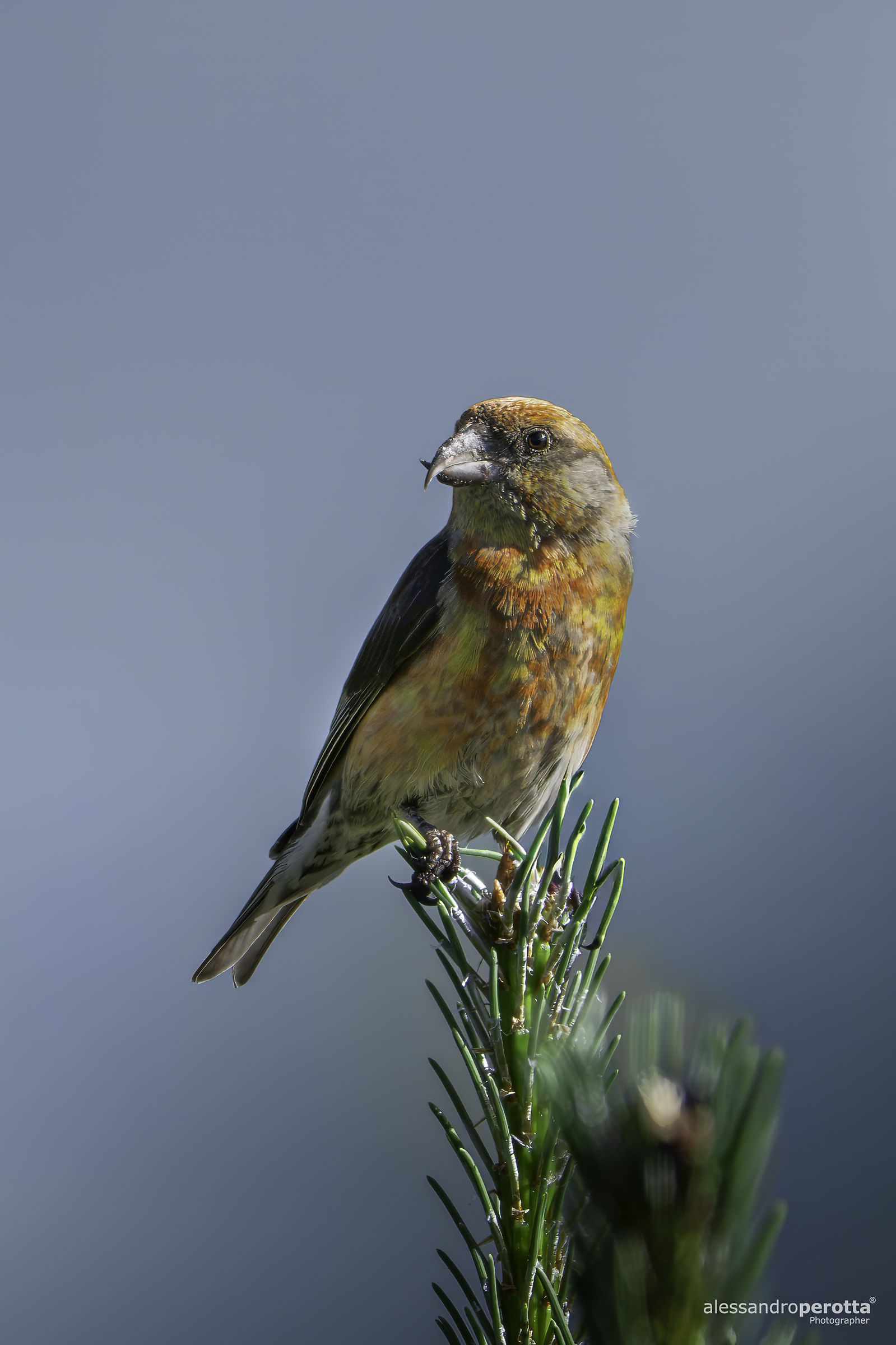 Loxia curvirostra