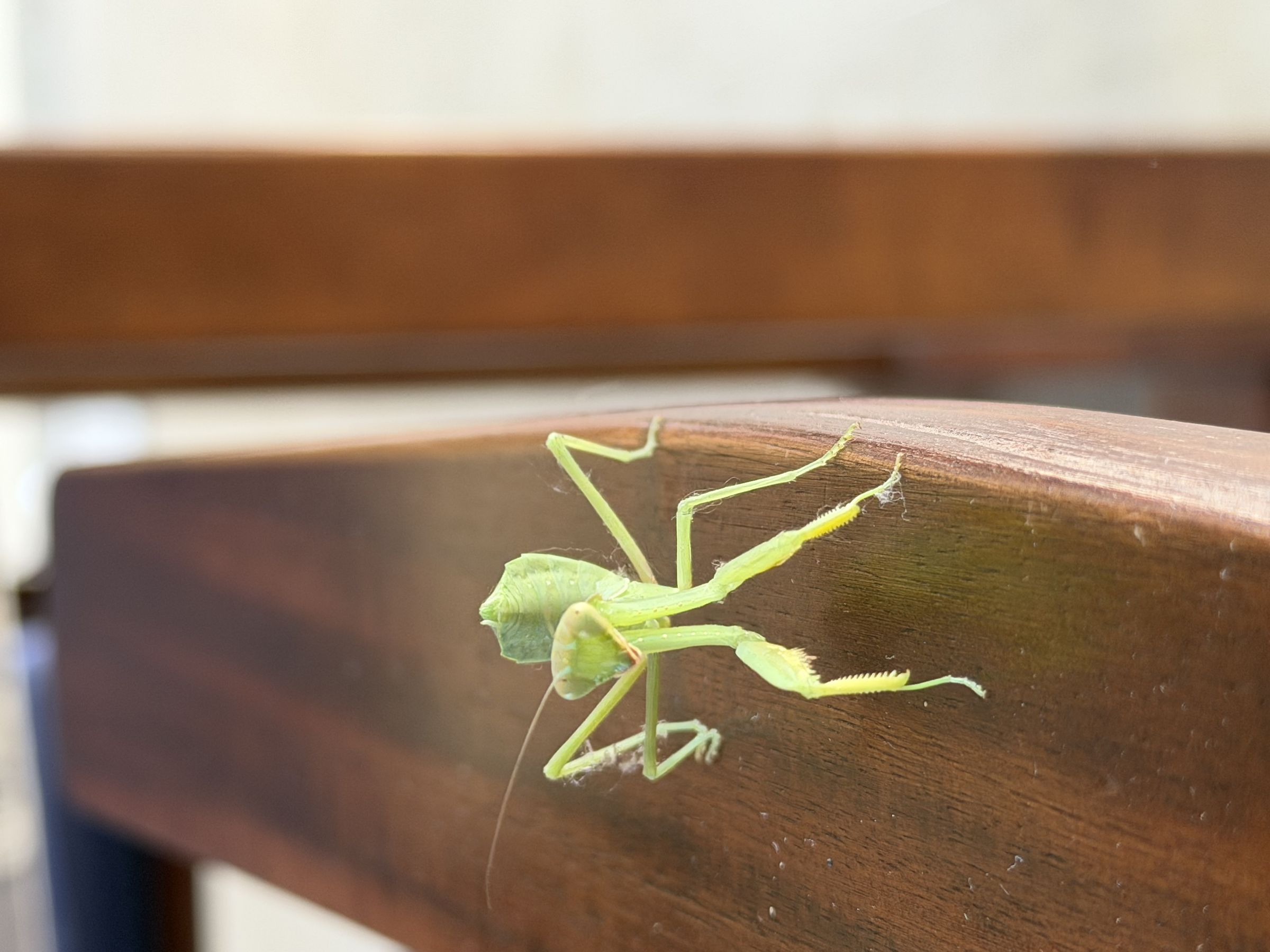 mantide religiosa - ospite inaspettata