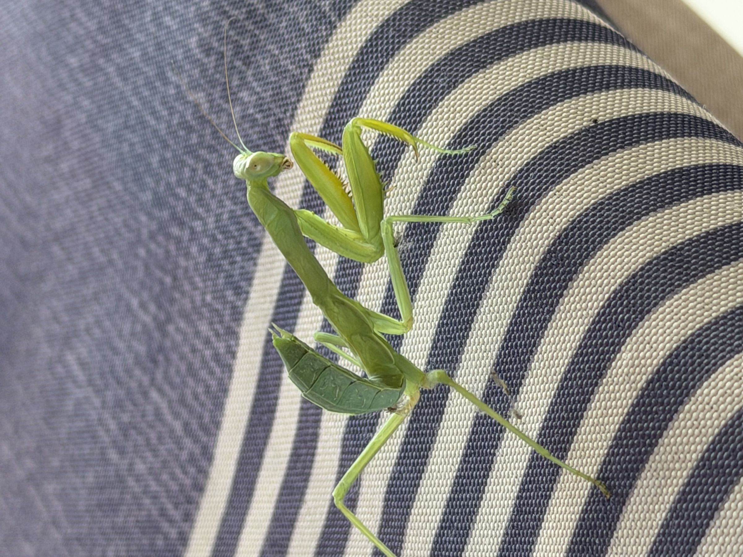 mantide religiosa 2