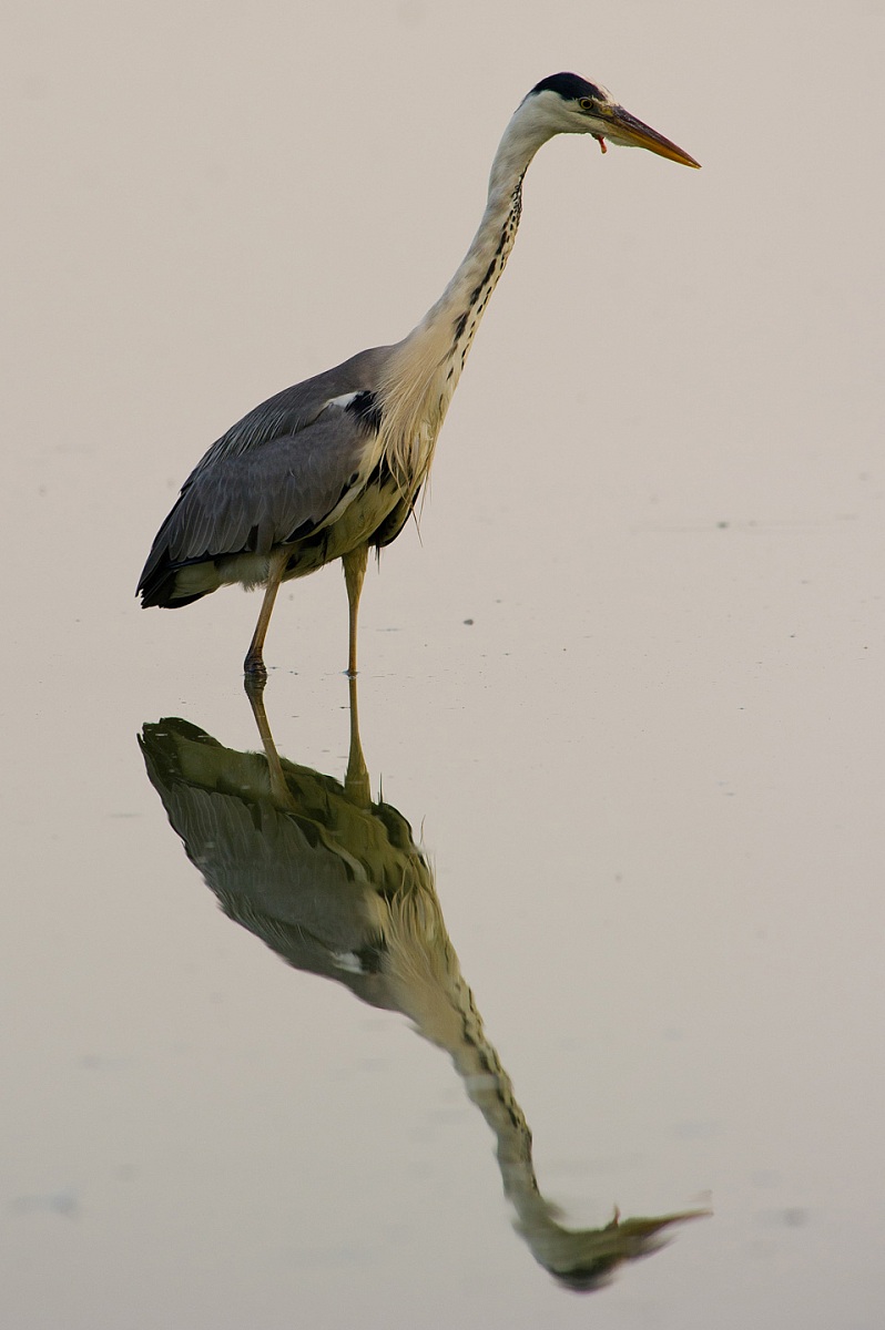 Grey heron