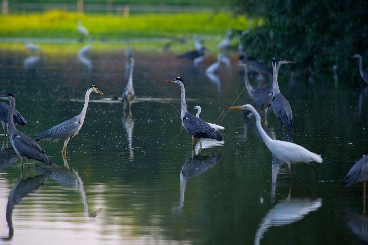 Herons