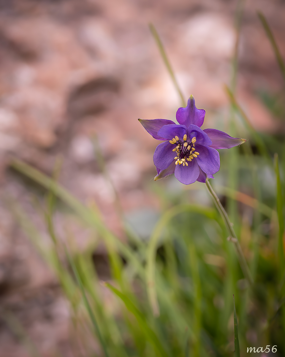 Aquilegia einseleana