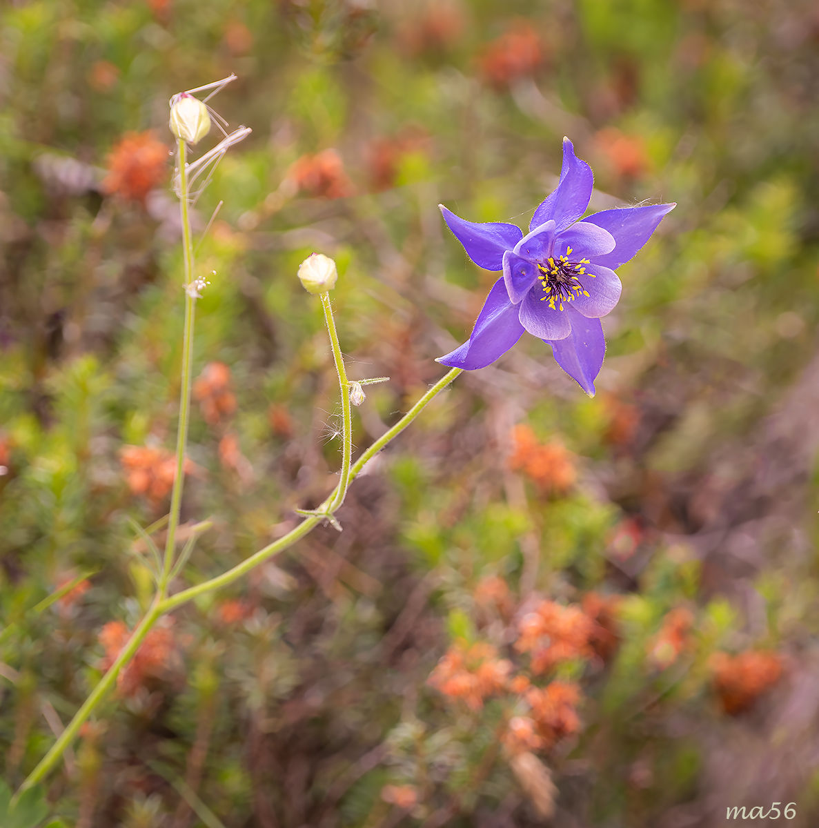 Aquilegia einseleana