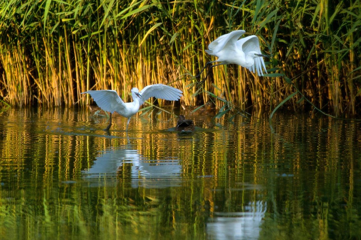 Egrets