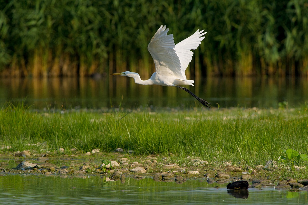 Heron in flight