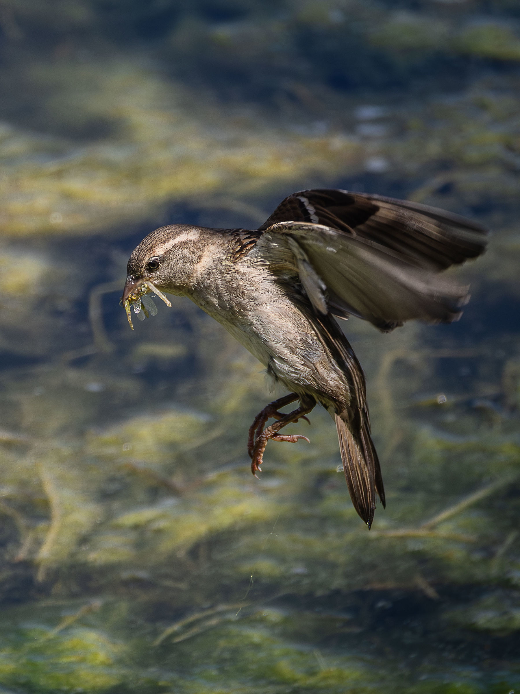 Passero