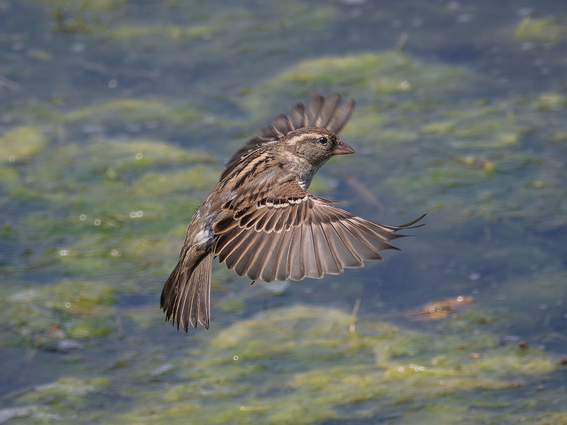 Passero