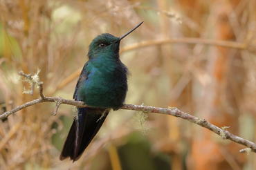 Pterophanes cyanopterus