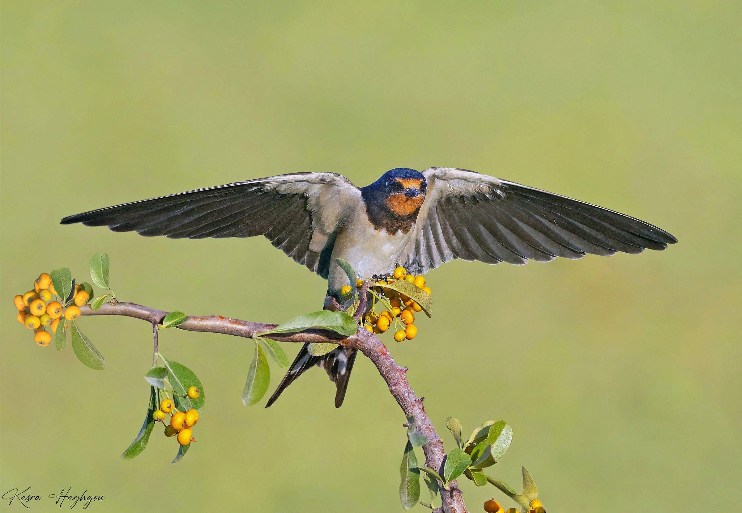 Barn Swallow