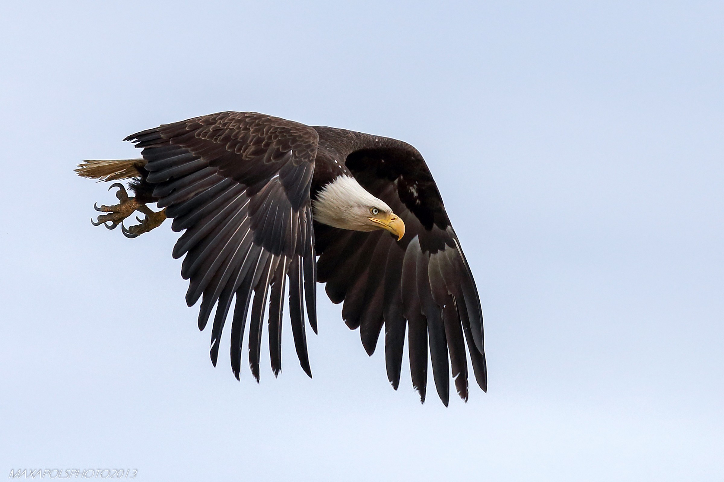 bald eagle..