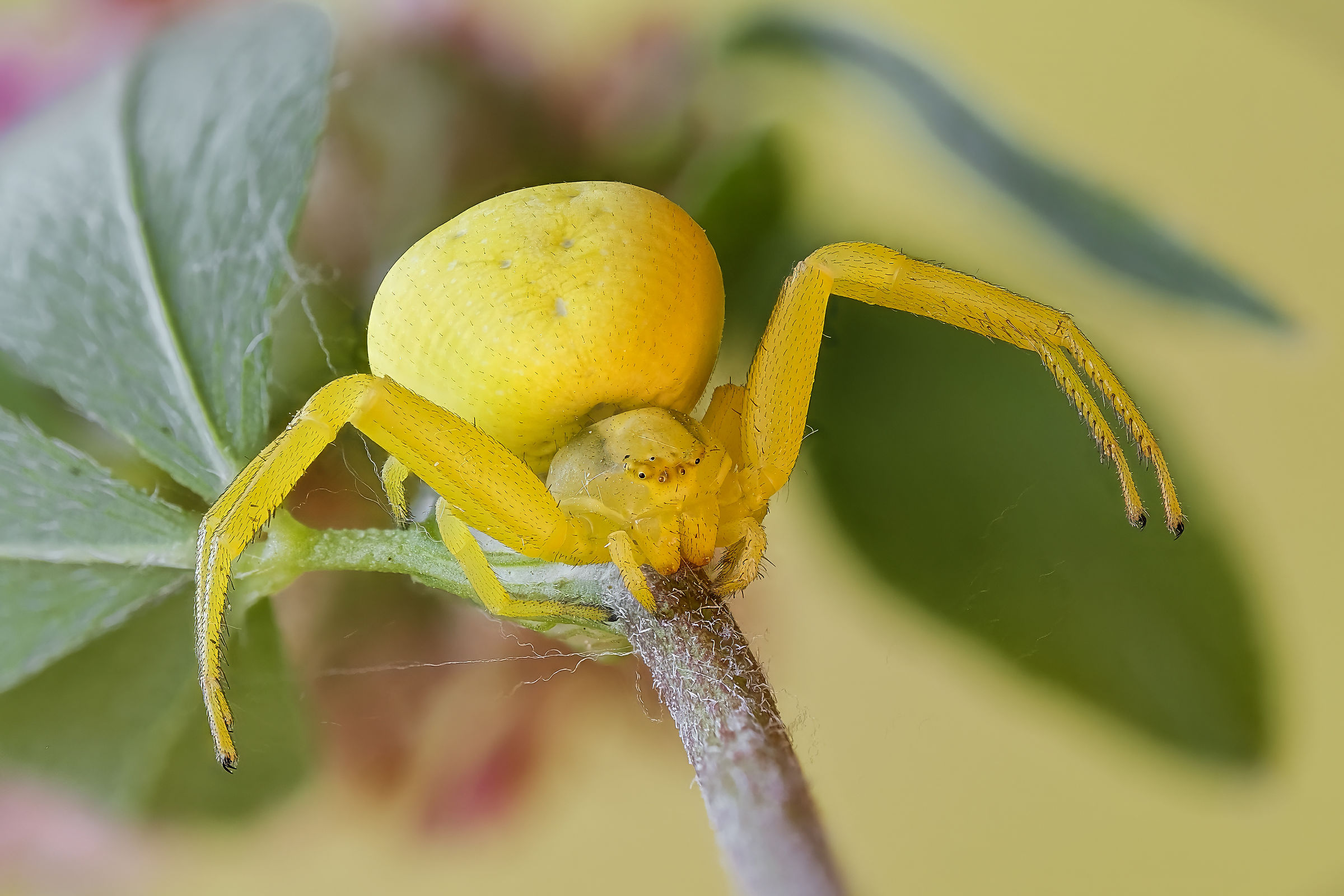 Misumena vatia