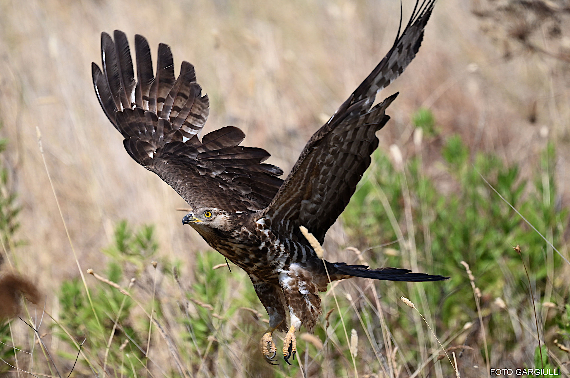 Honey Buzzard