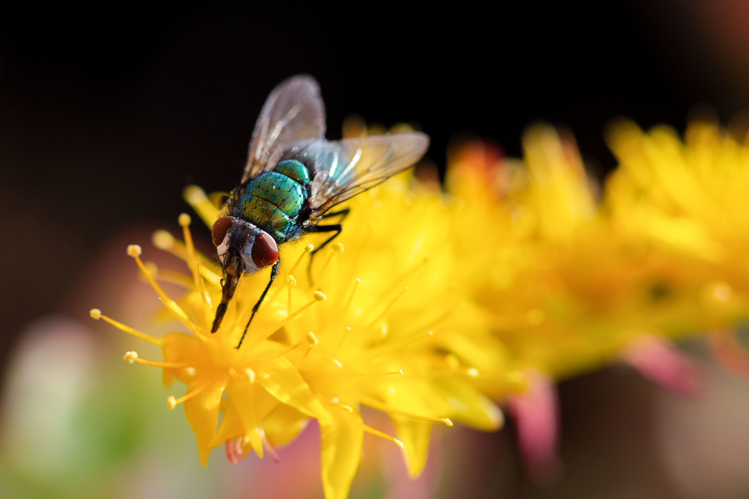 Chi và al fiore... si impollina