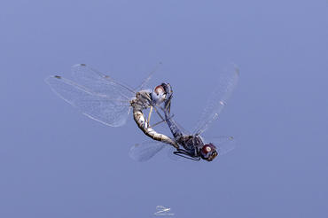 Anisoptera