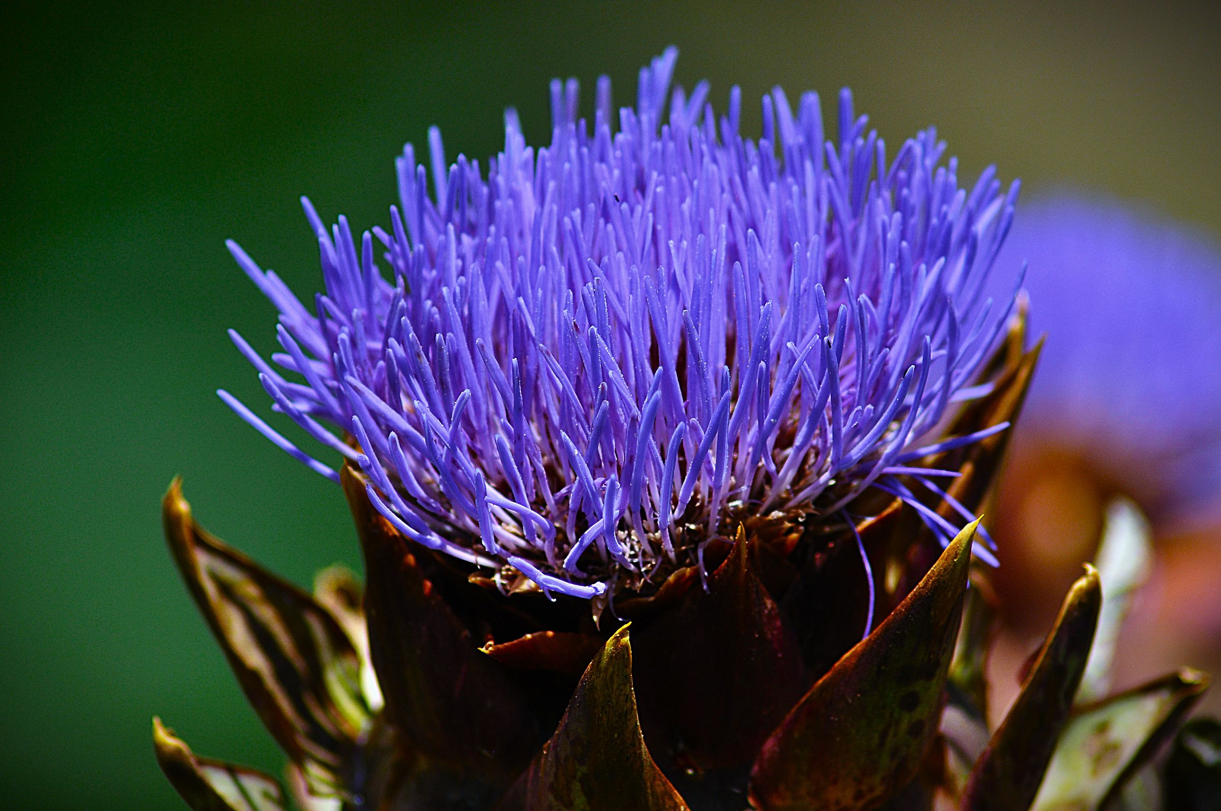 Artichoke
