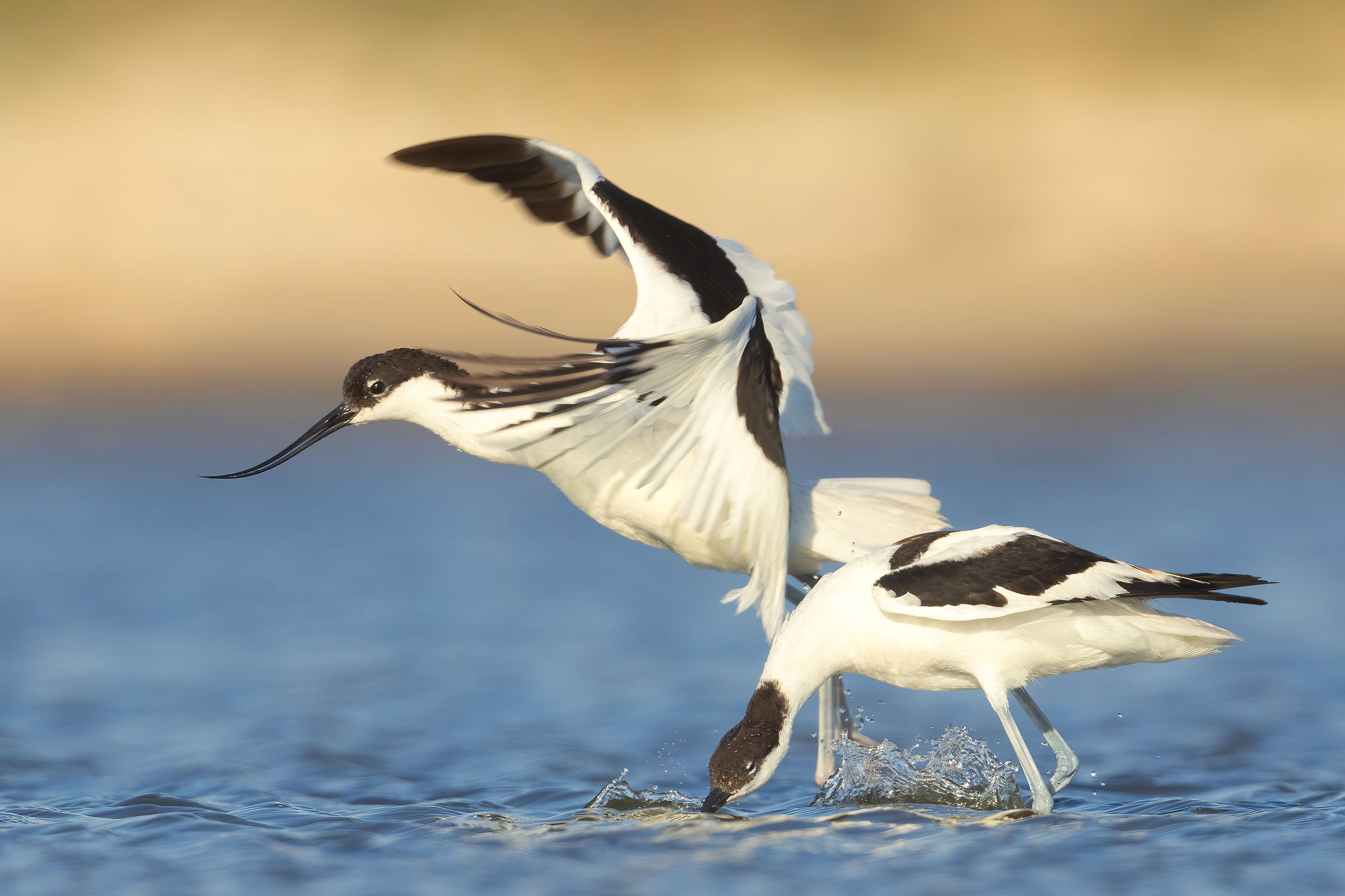 Avocets