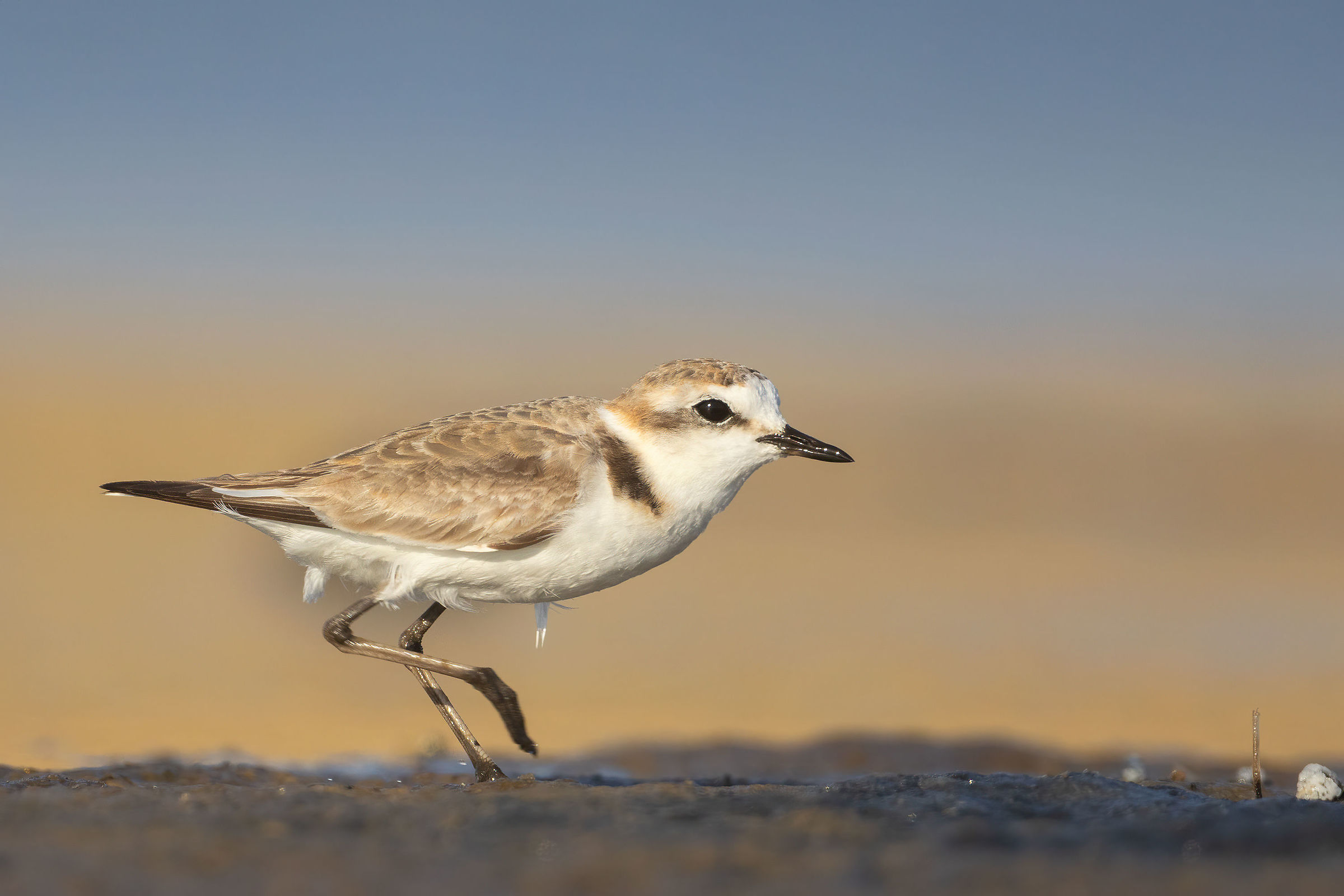 Kentish plover