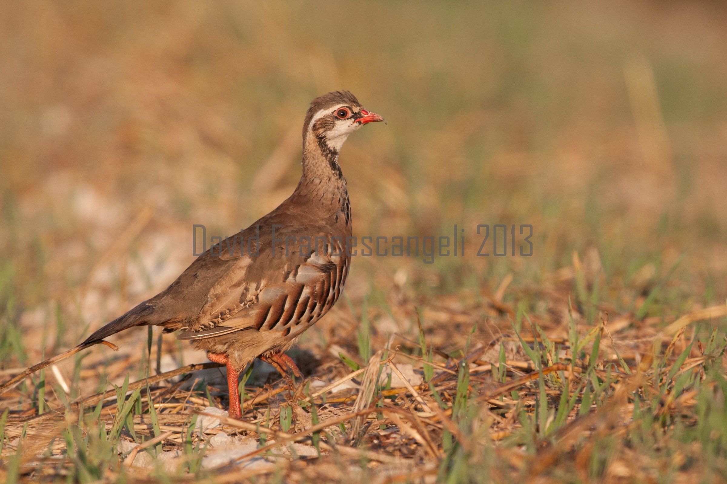 Young Partridge (red?) In a summer dawn afosissima