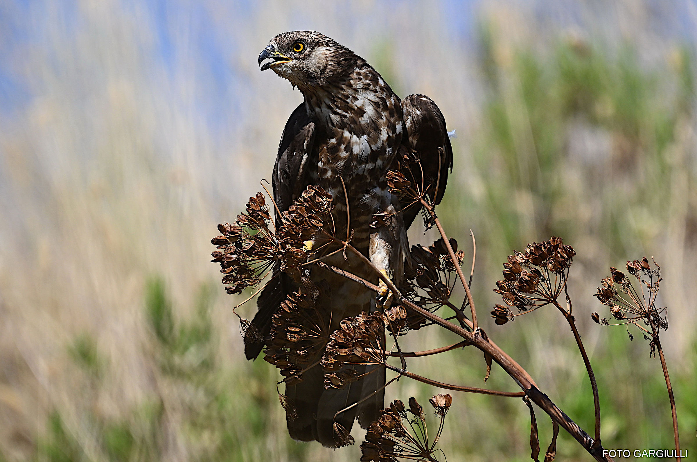 Falco pecchiaiolo