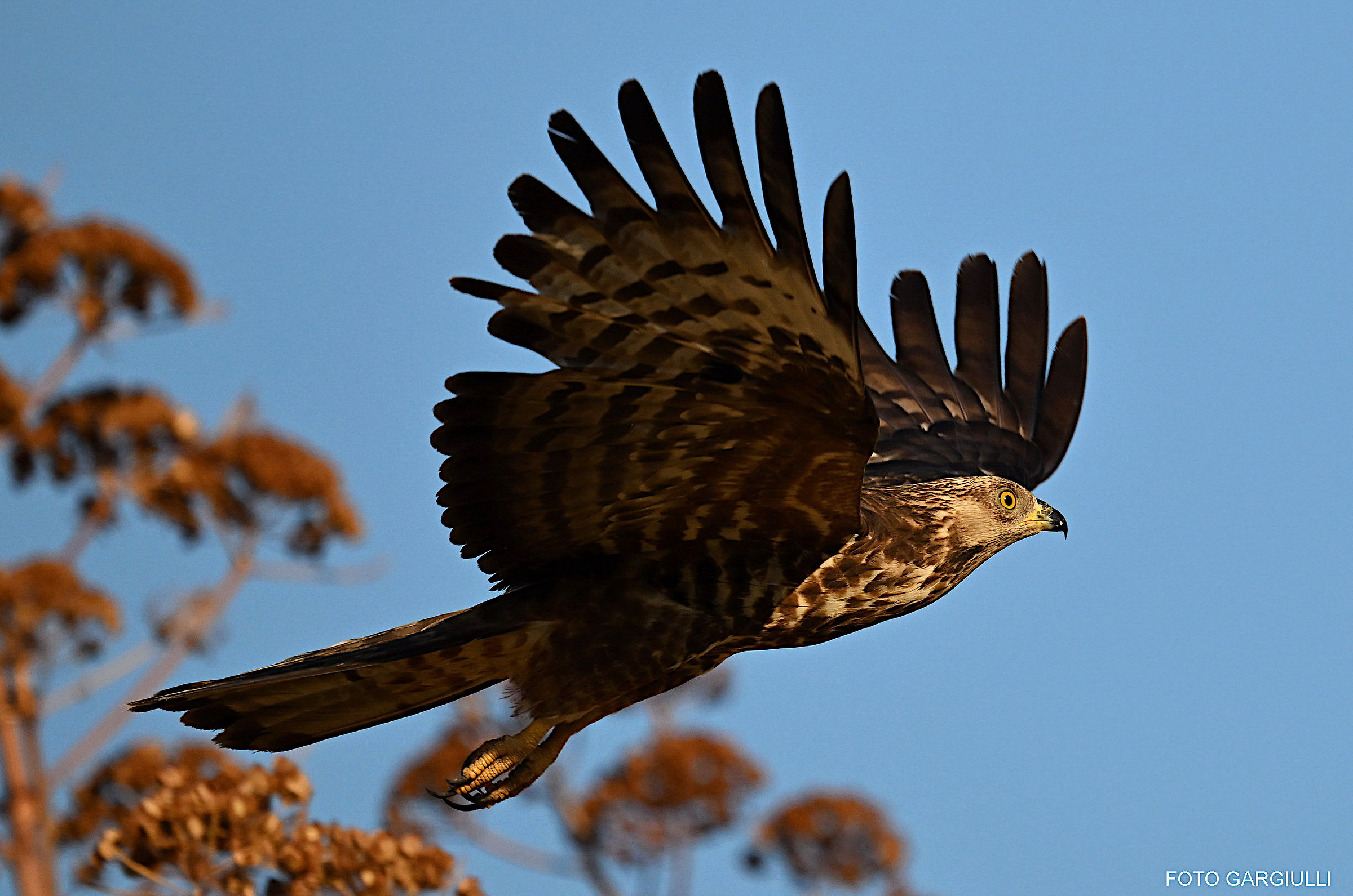 Falco pecchiaiolo