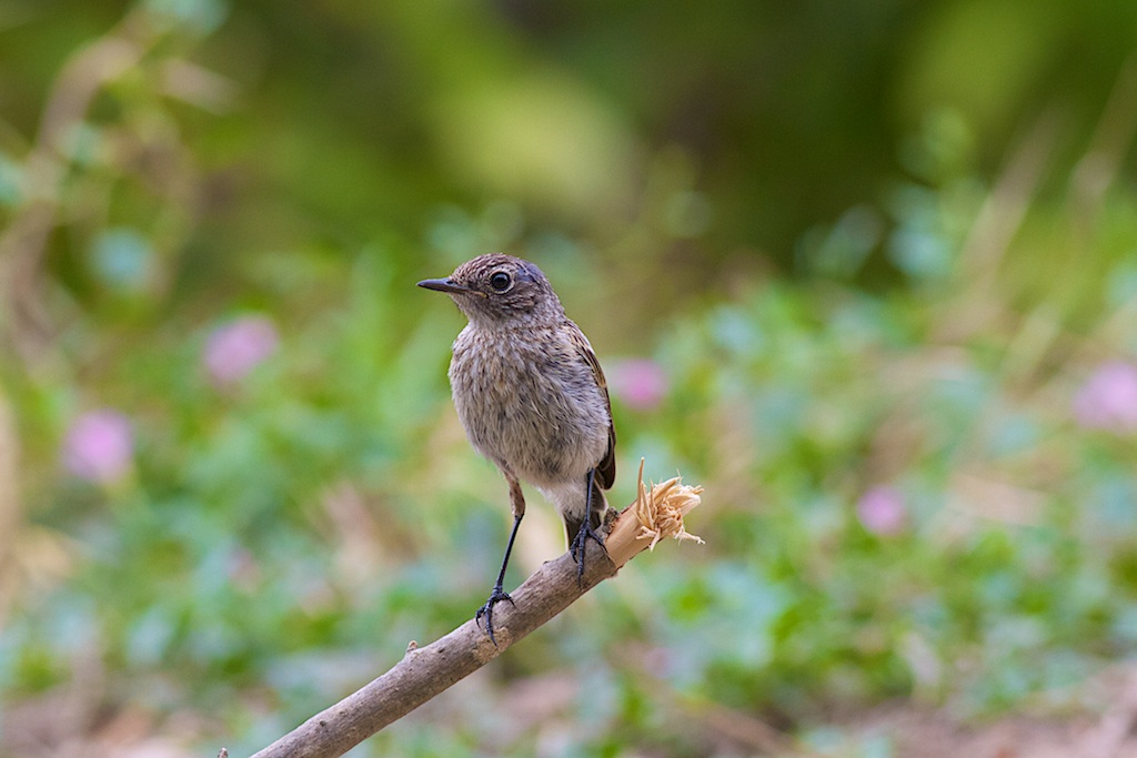 Stonechat