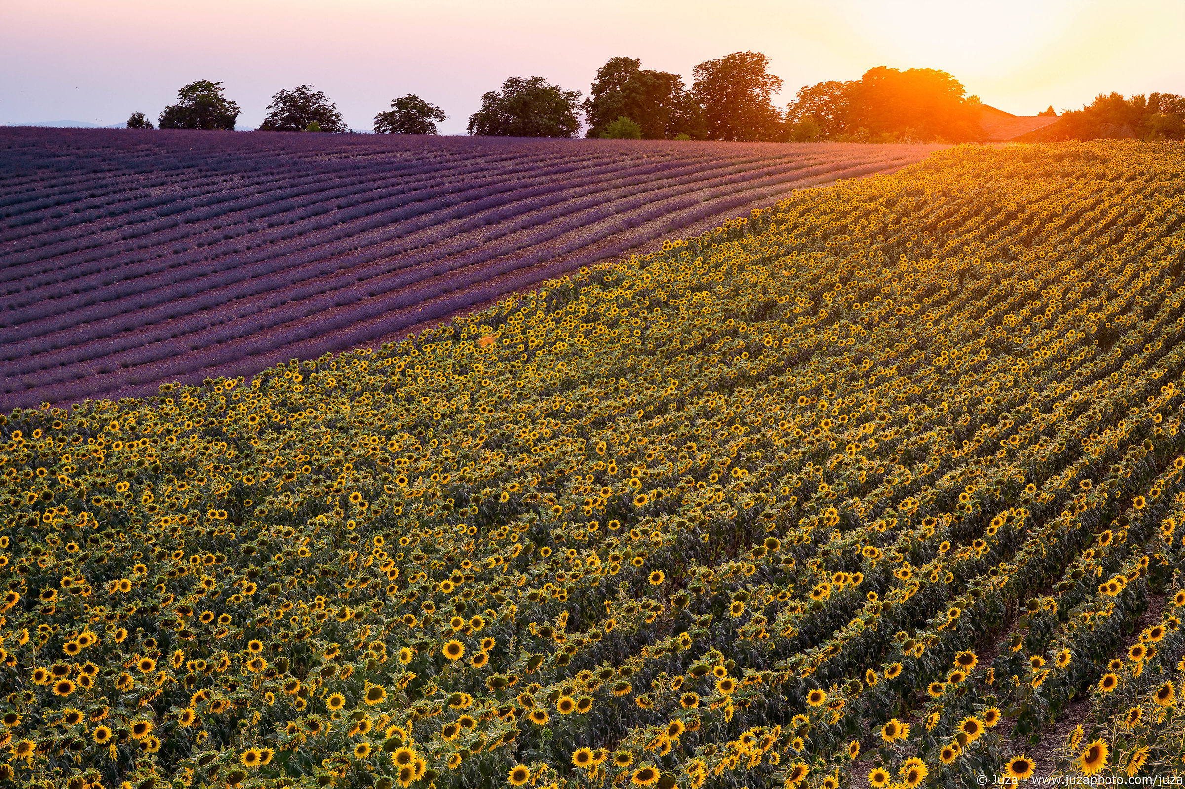Valensole, girasoli e lavanda
