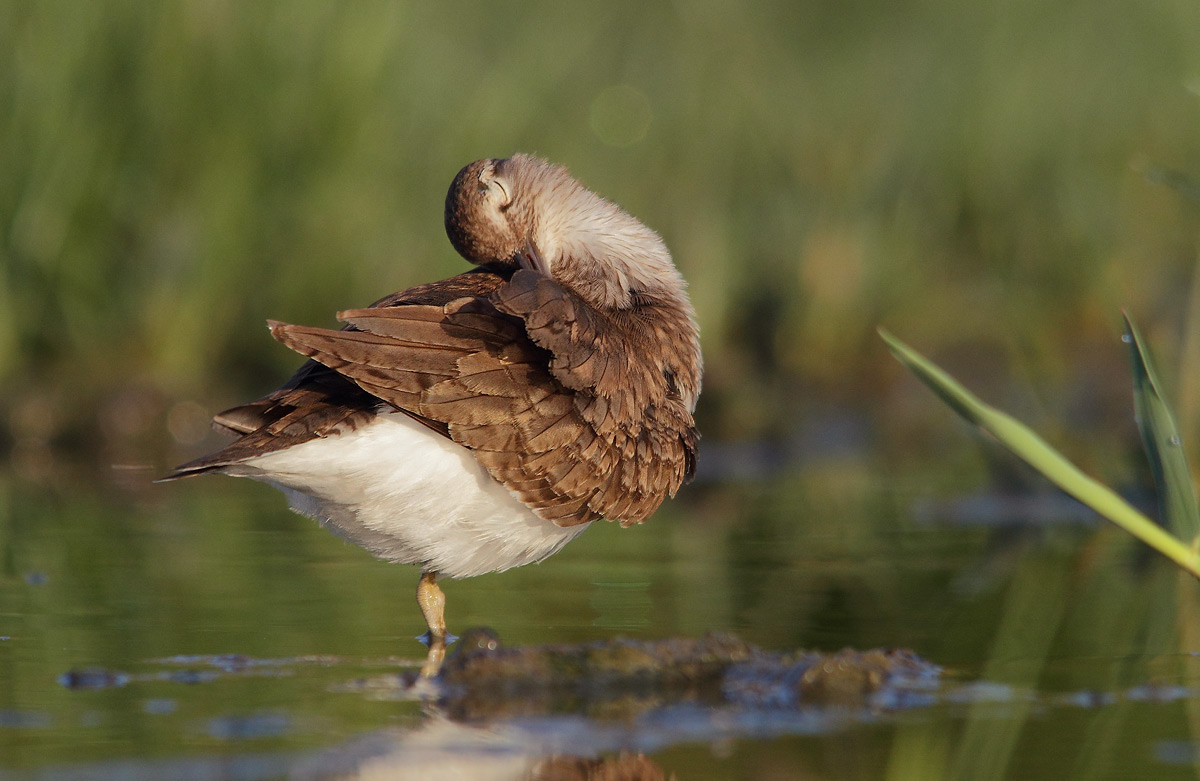 Common Sandpiper