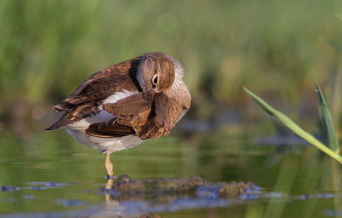 Common Sandpiper