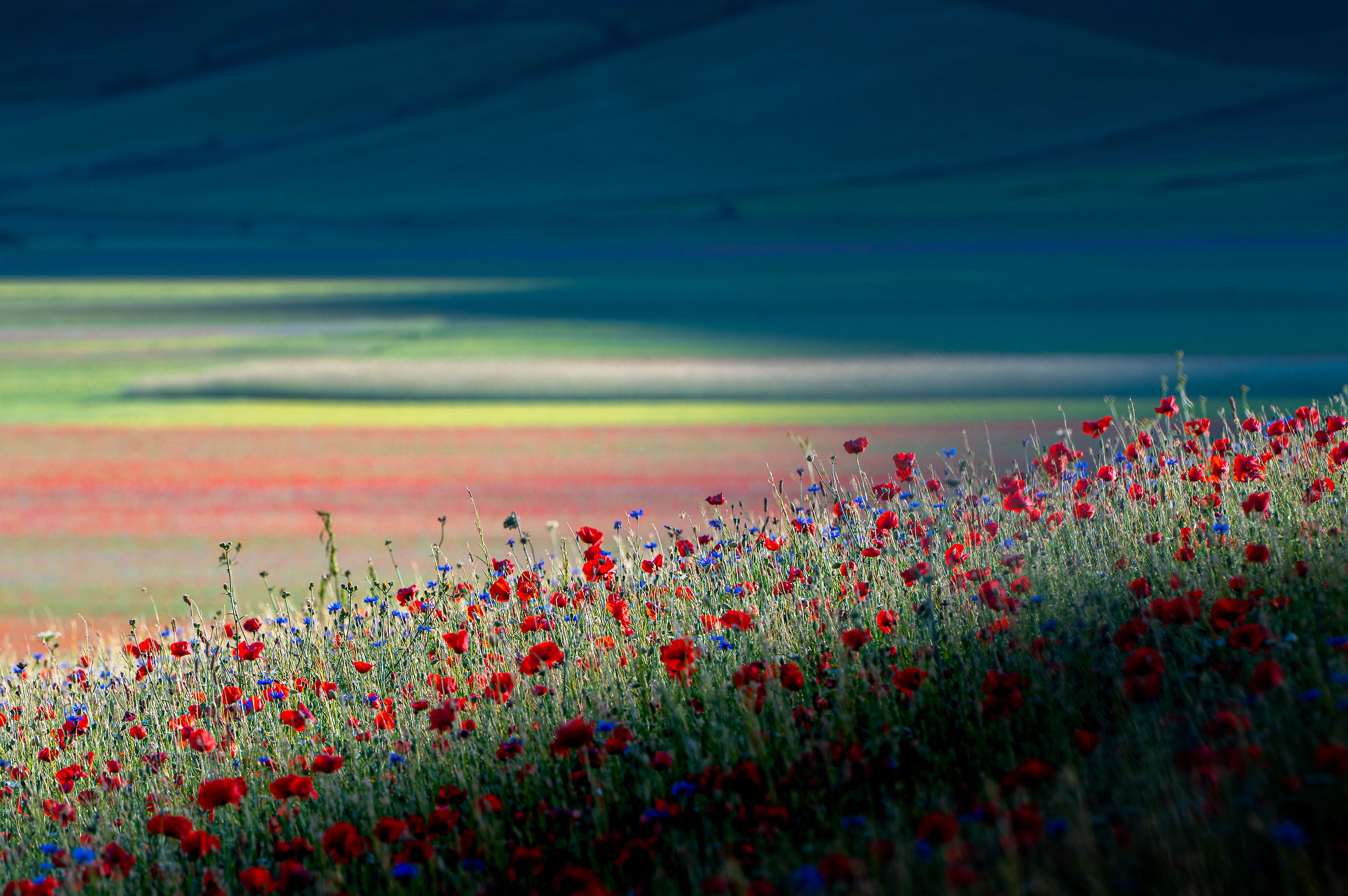 Giochi di fiori e di luci