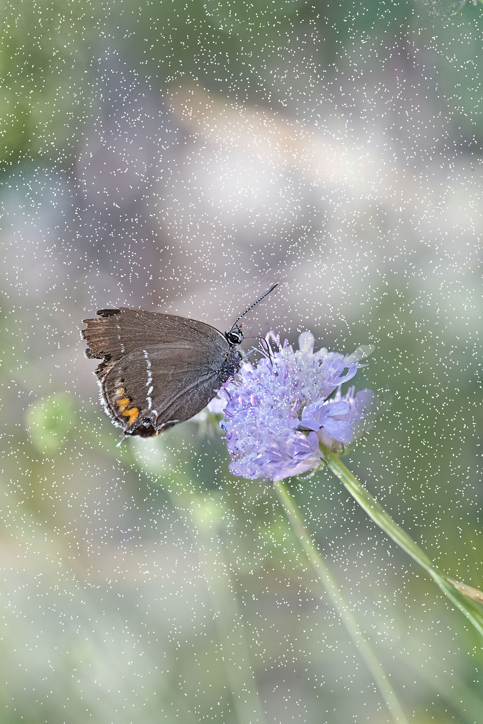 White-letter hairstreak