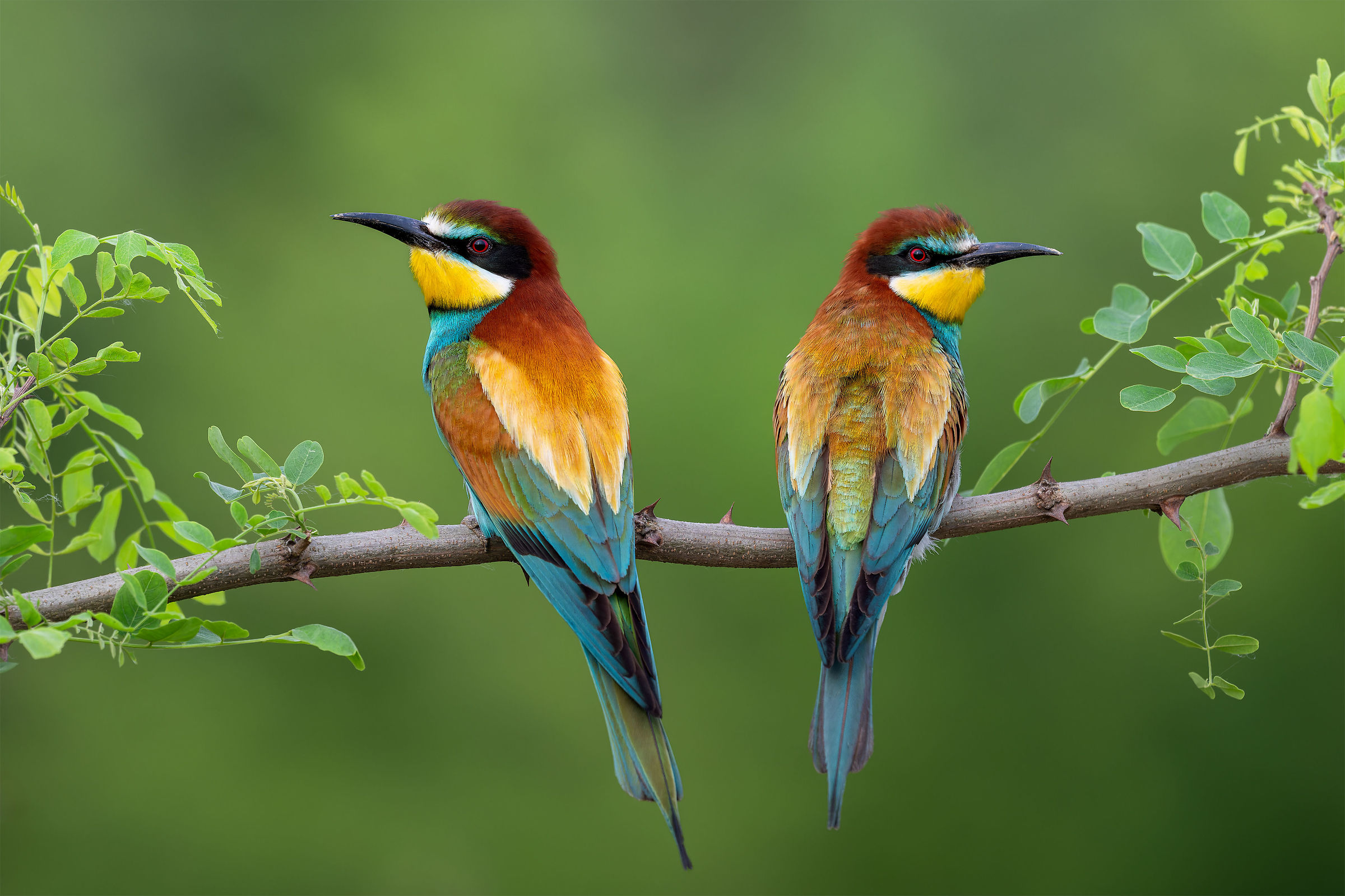 Merops apiaster
