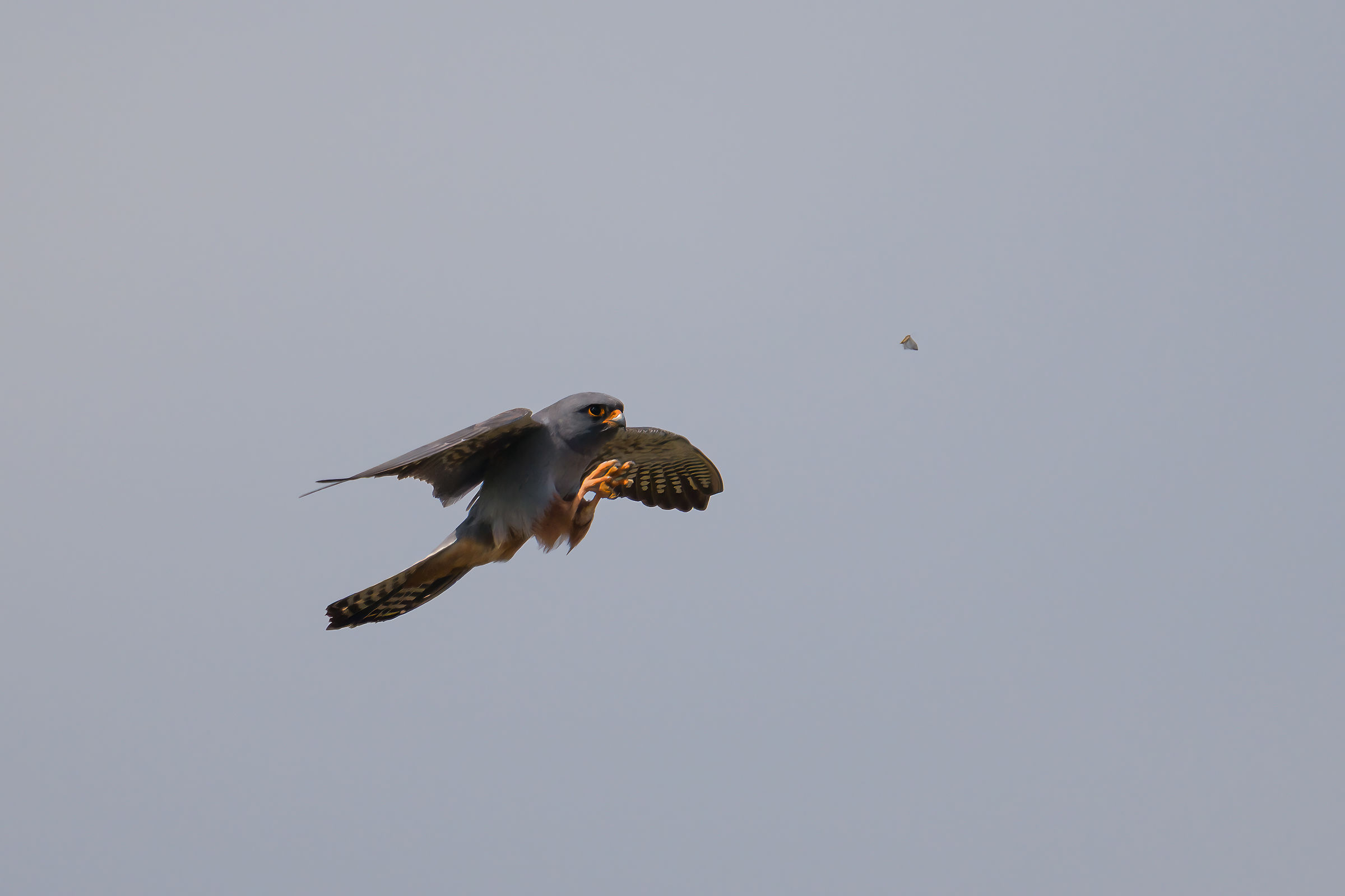 falco cuculo maschio in caccia