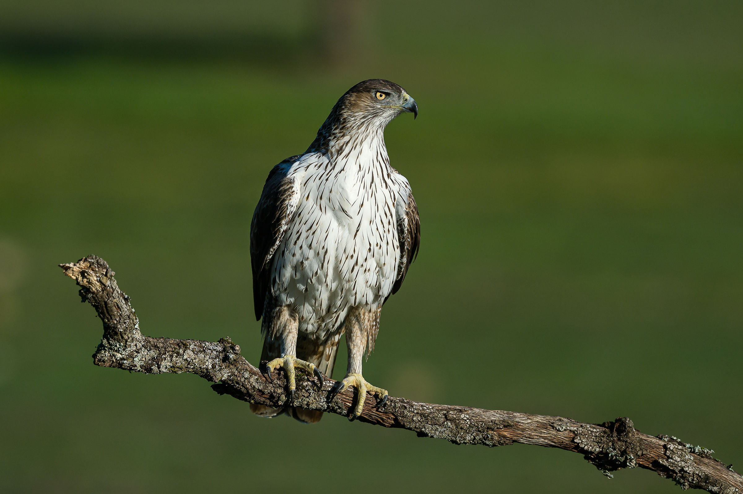 aquila calzata