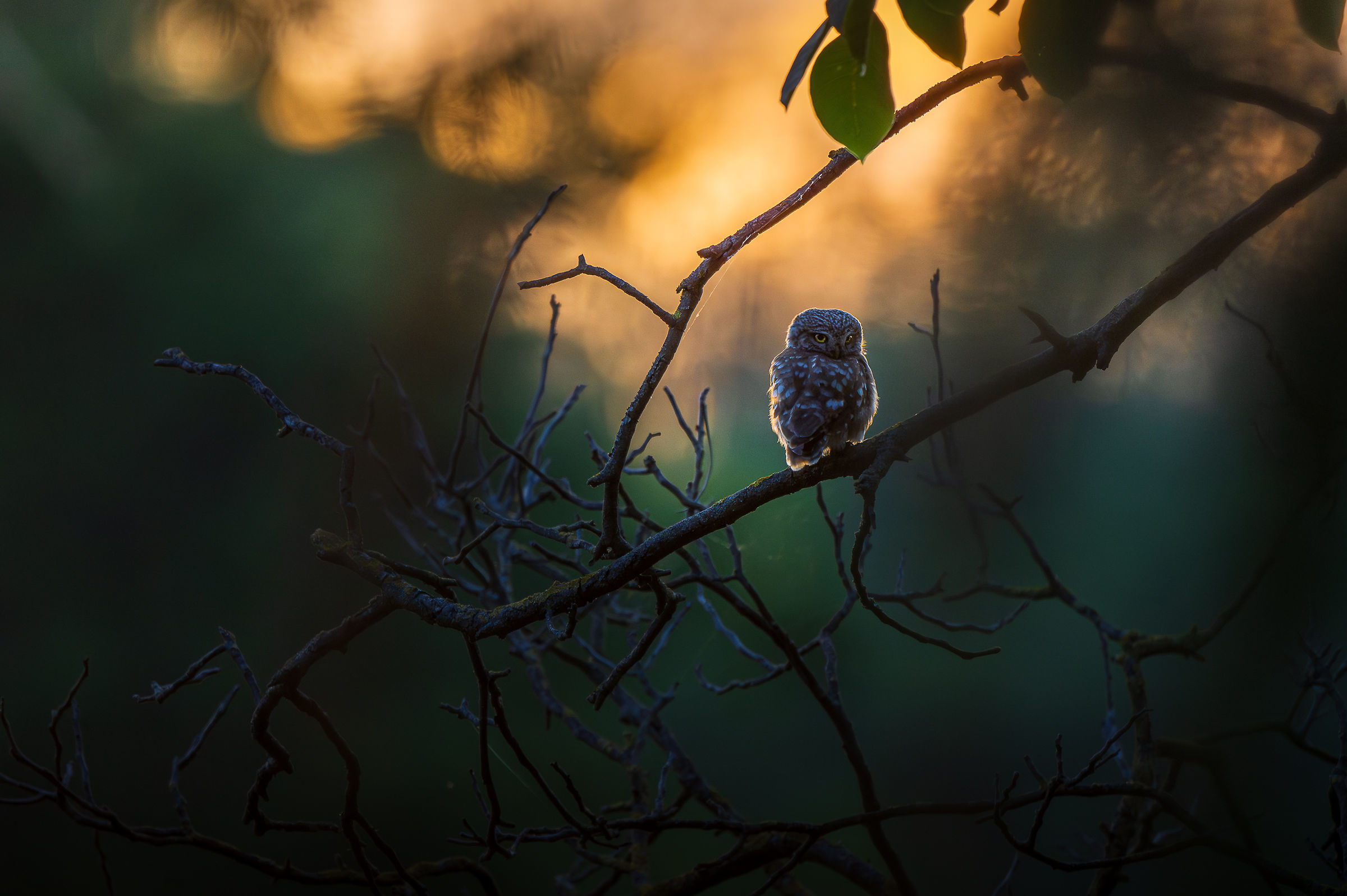 At sunset