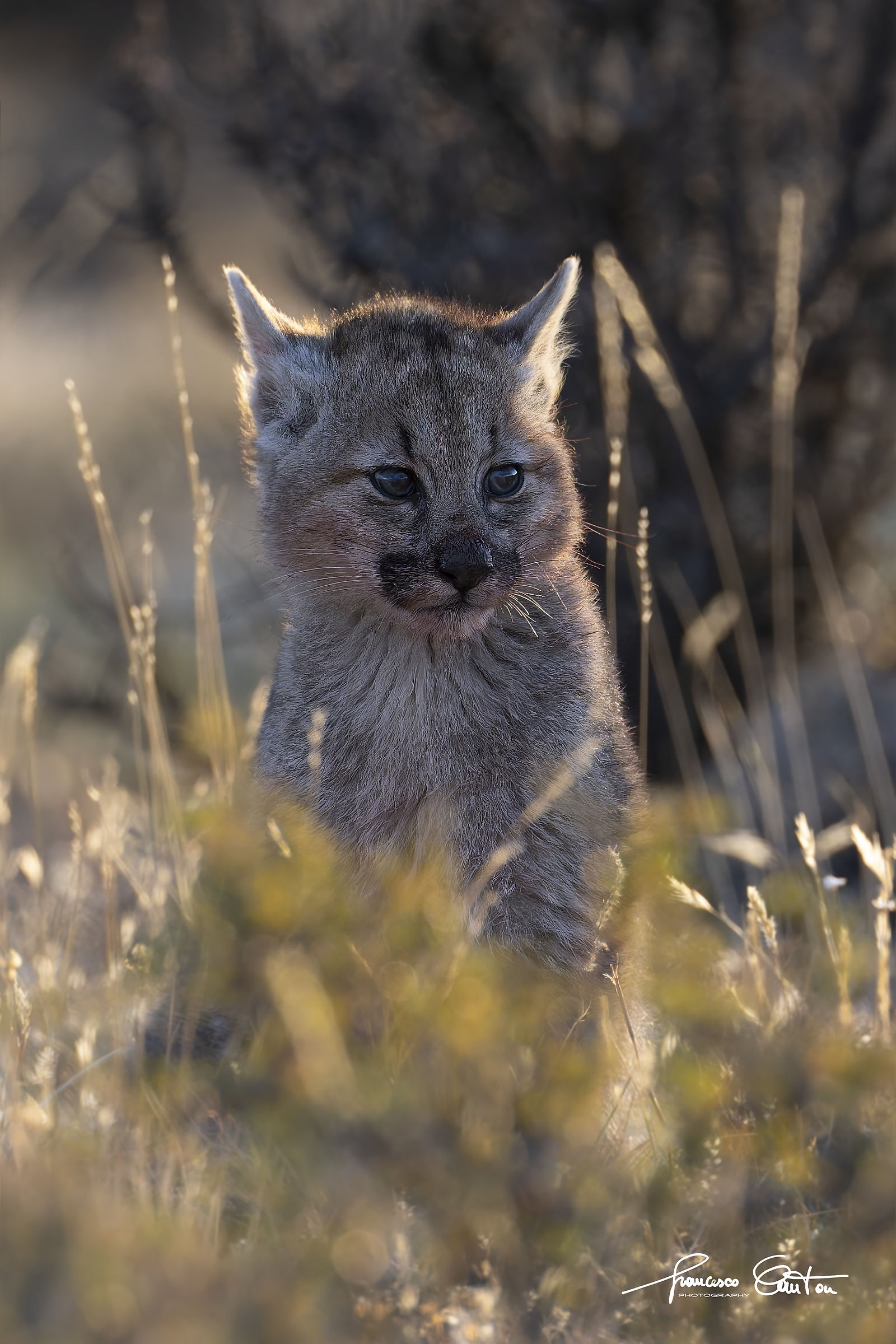 Puma