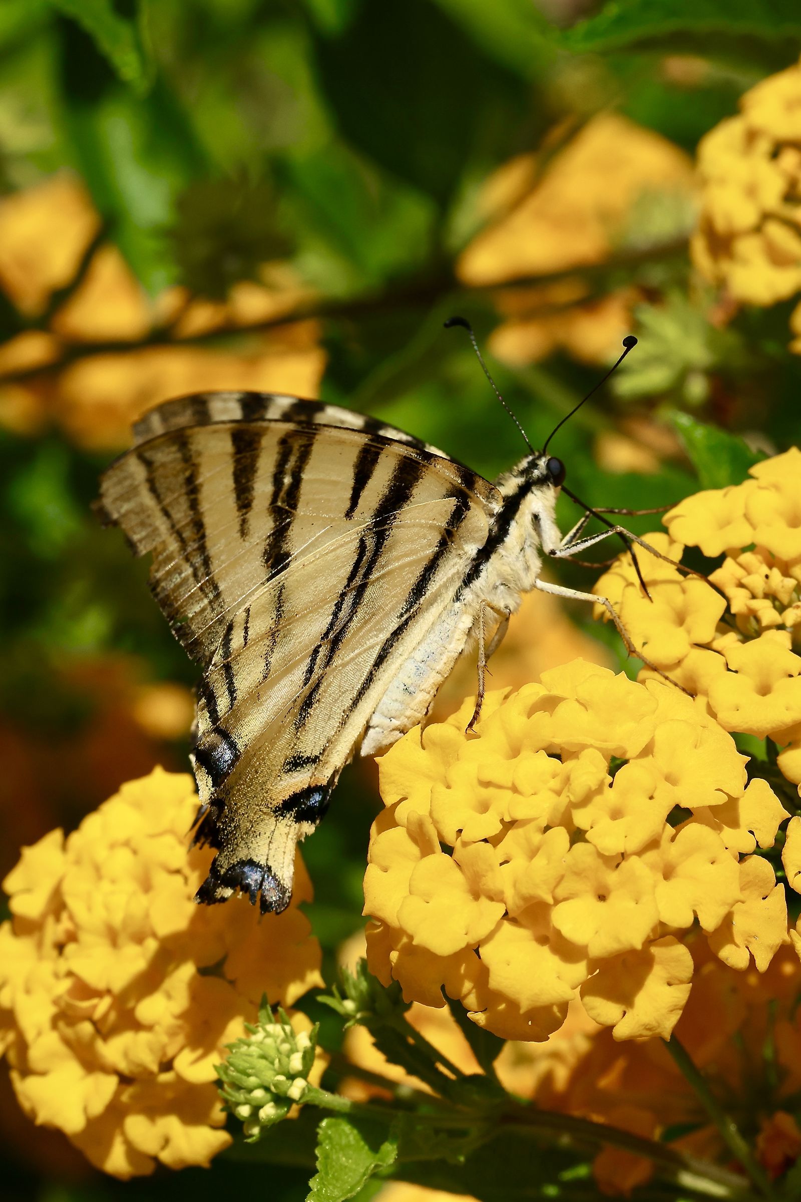 Farfalla del giardino di Vale.