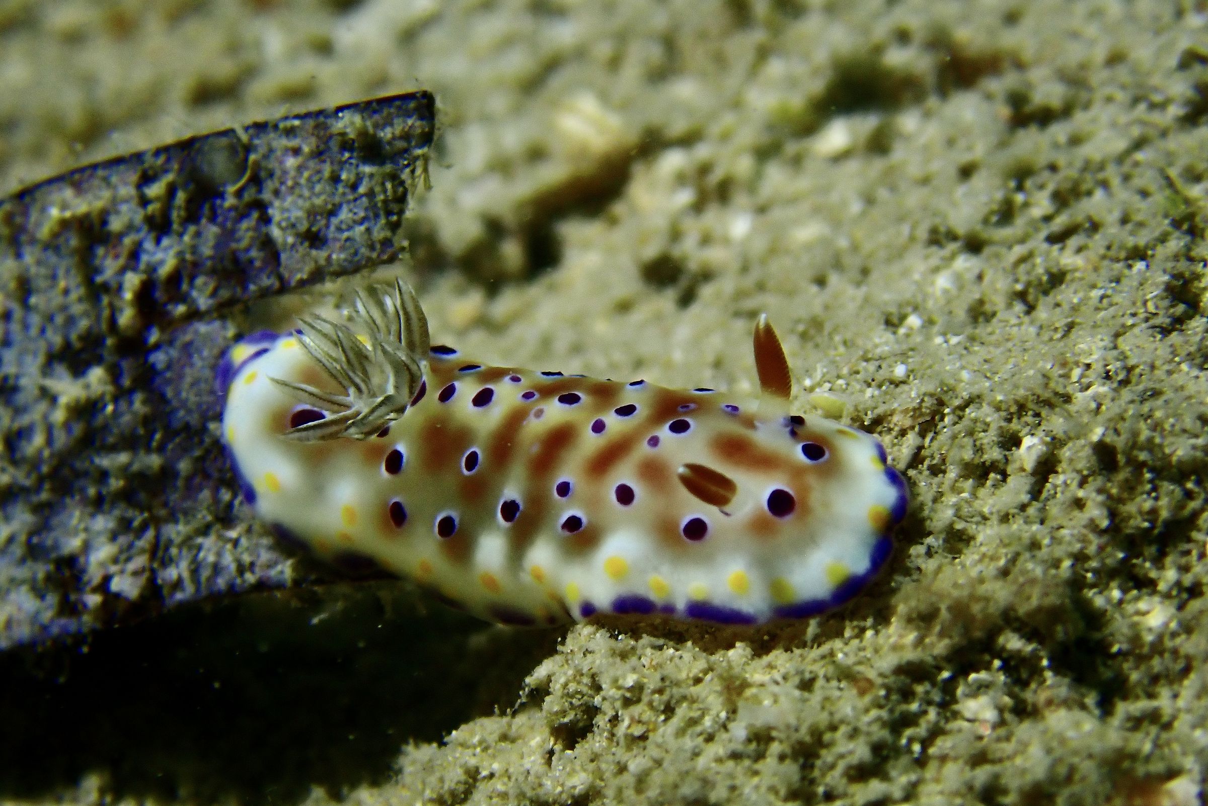 Goniobranchus tennentanus