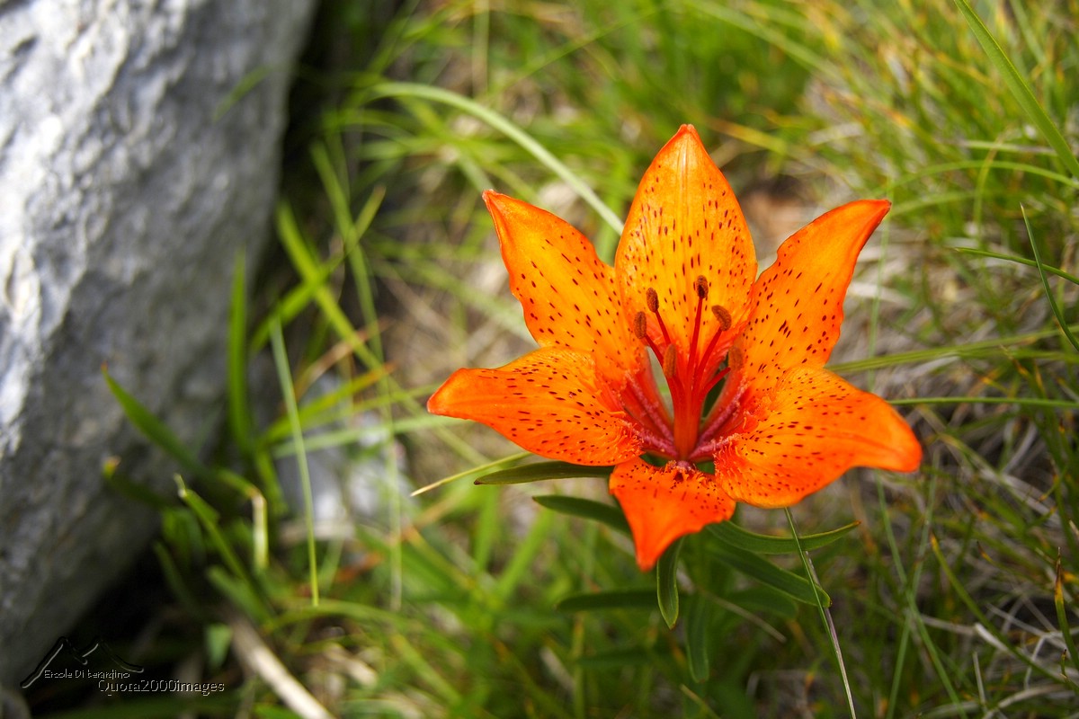 Giglio rosso o giglio di S. Giovanni