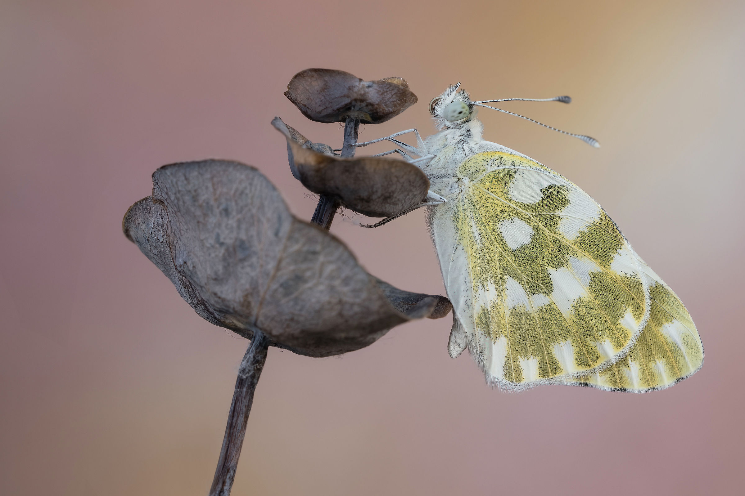 Pontia edusa