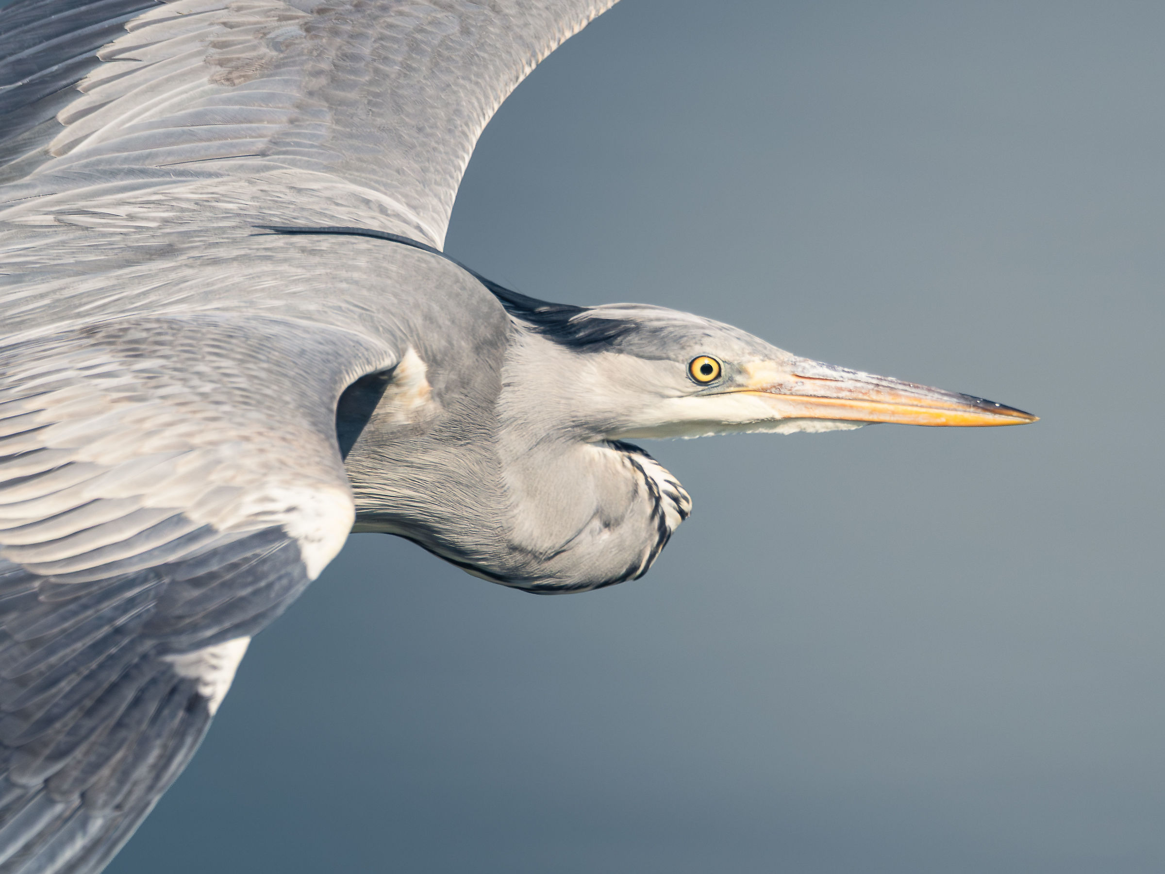Airone Cinerino (primo piano)