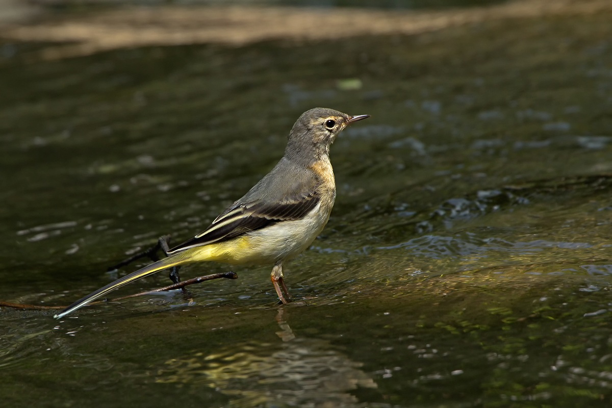 Grey Wagtail (Motacilla cinerea)