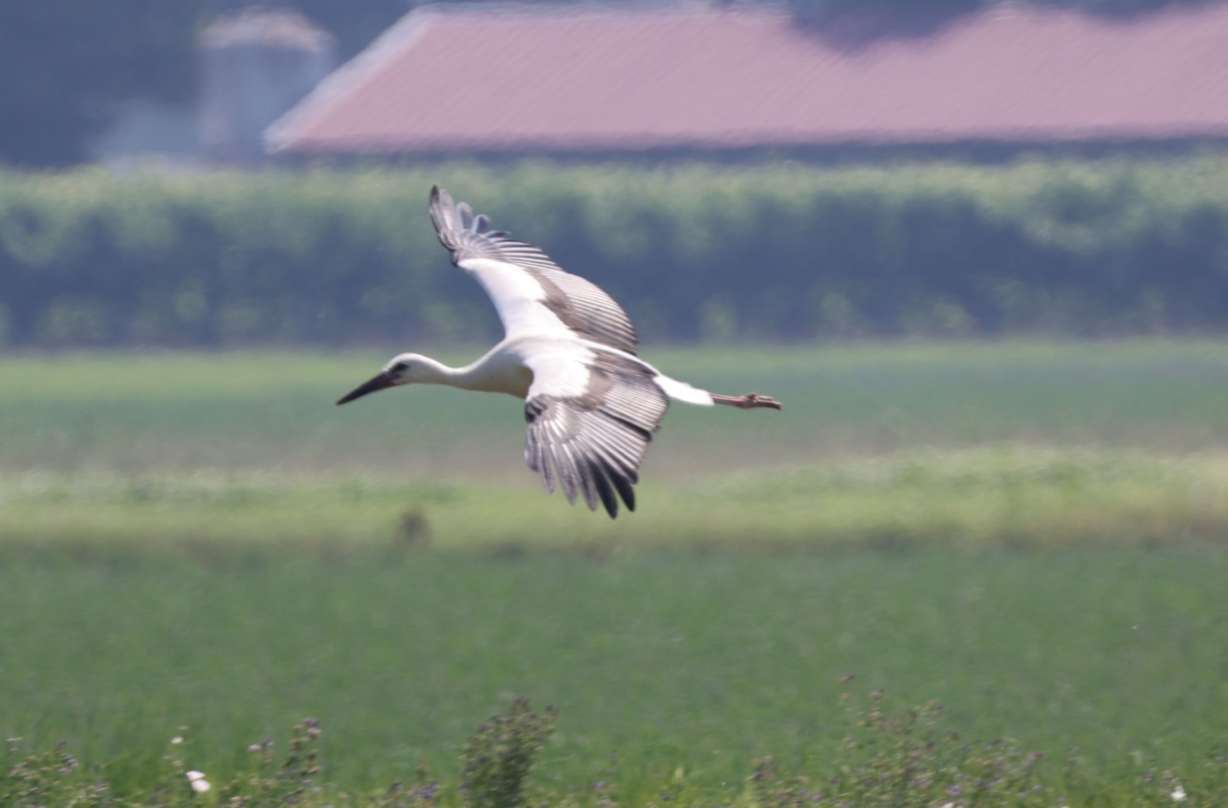 In Volo