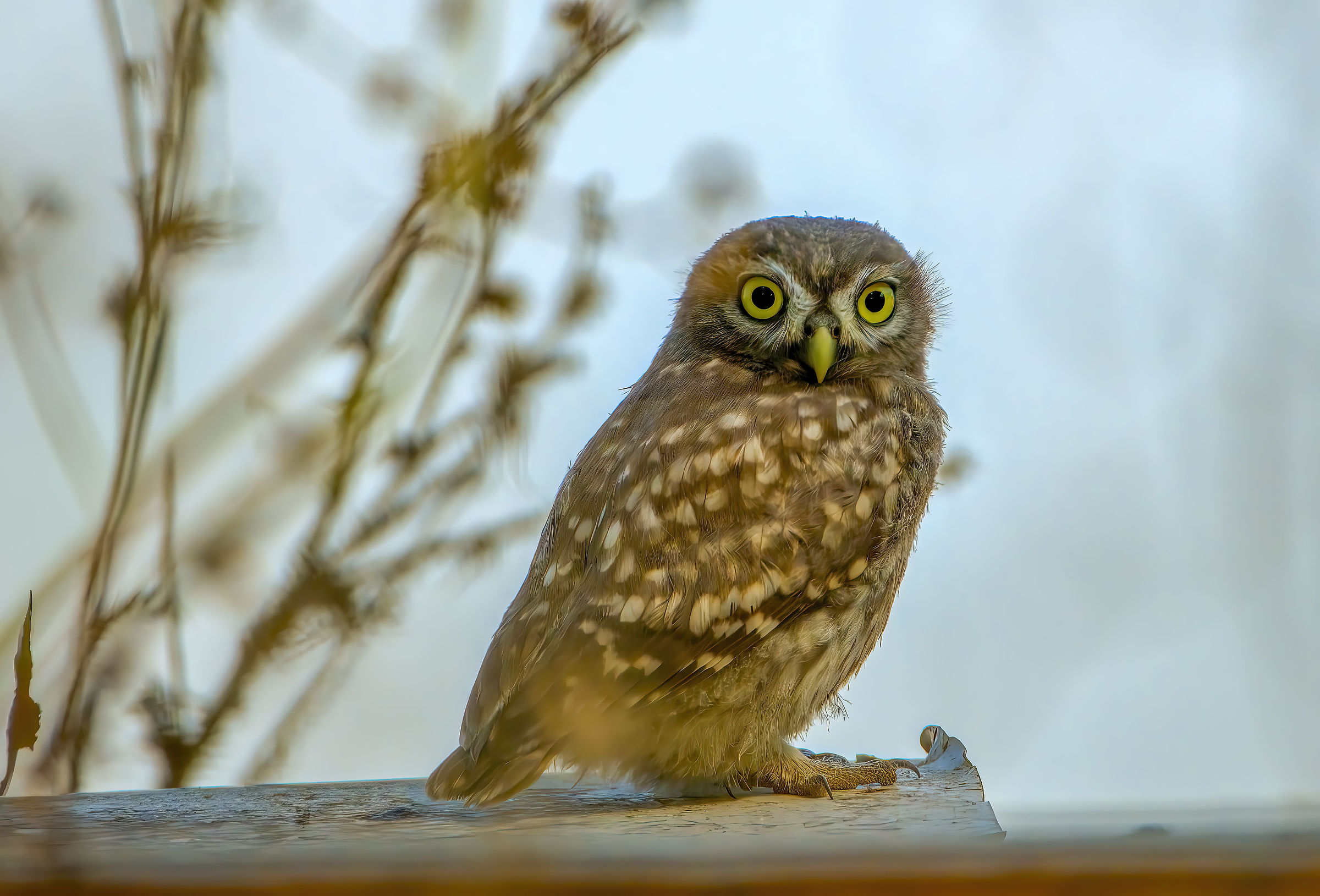 Owl chick (curious)