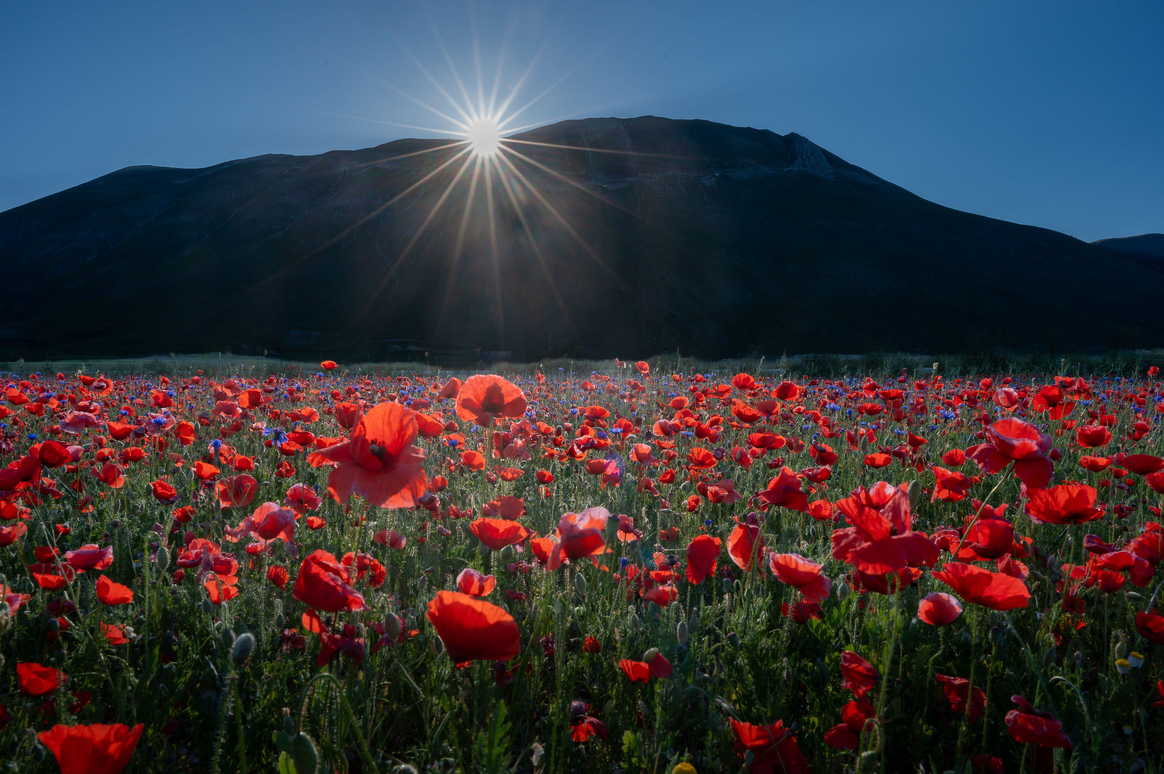 poppies