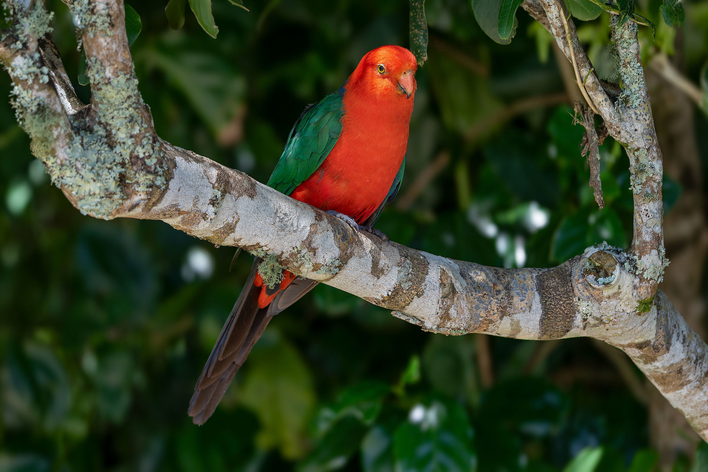 Royal Parakeet