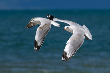 Fly