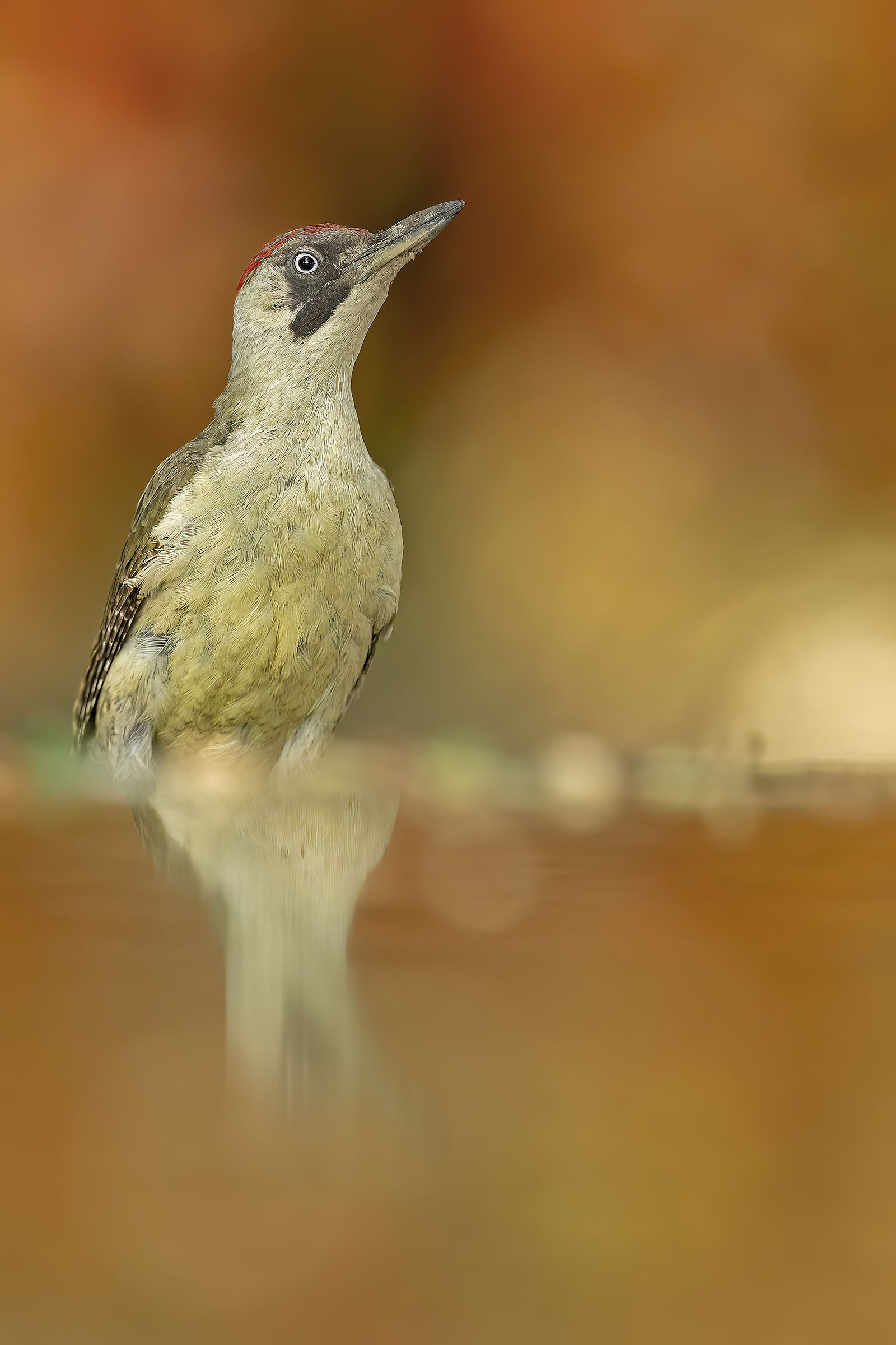 Picchio verde